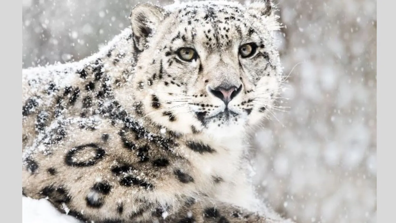 अल्मोड़ाः उच्च हिमालयी क्षेत्रों में कुनबा बढ़ा रहे हिम तेंदुए, 06 साल की मेहनत के बाद चला मौजूदगी का पता