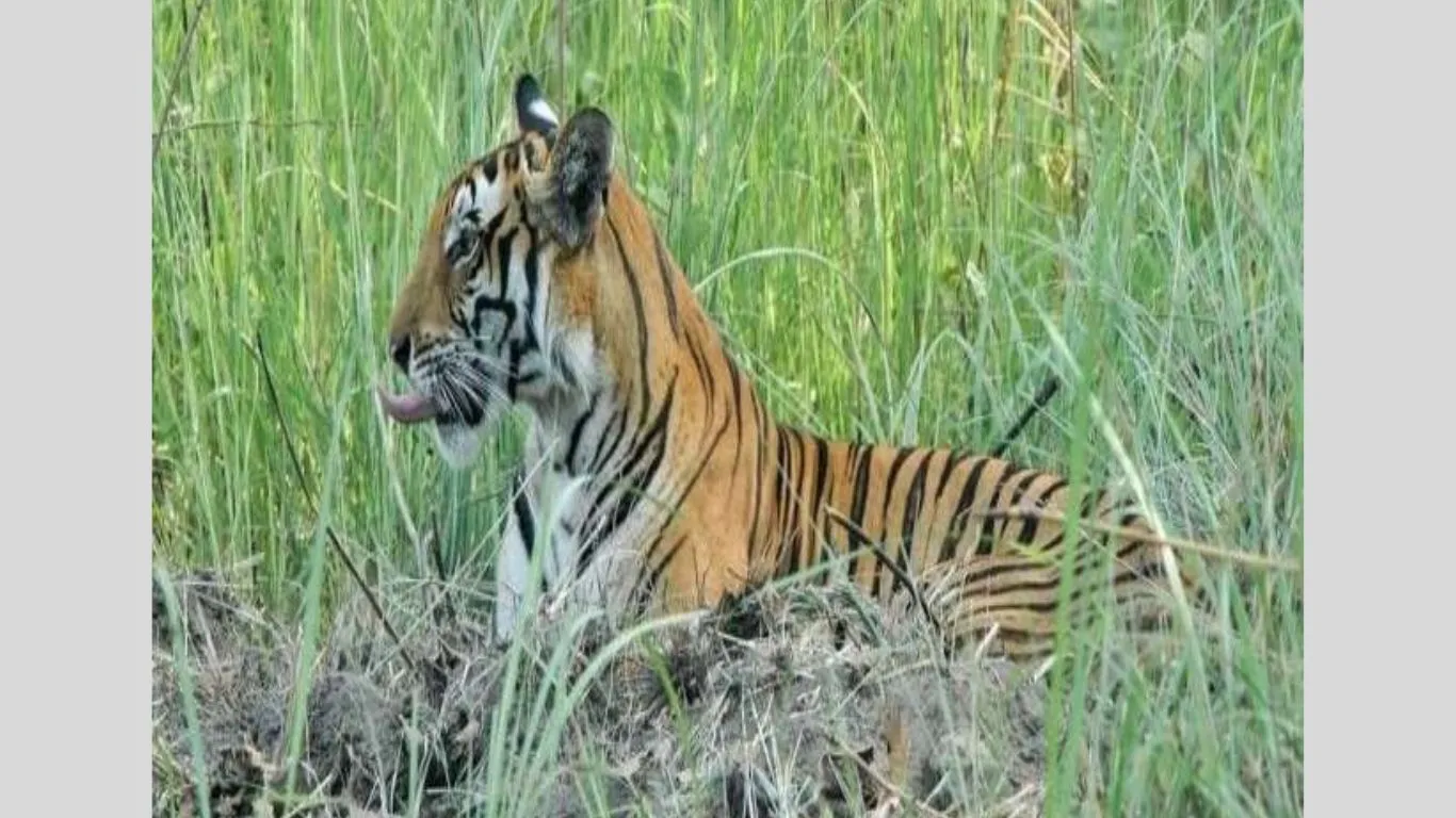 खटीमाः यूपी सीमा से सटे हल्दी घेरा गांव में बाघ का आतंक, कई मवेशियों को बना चुका अपना शिकार