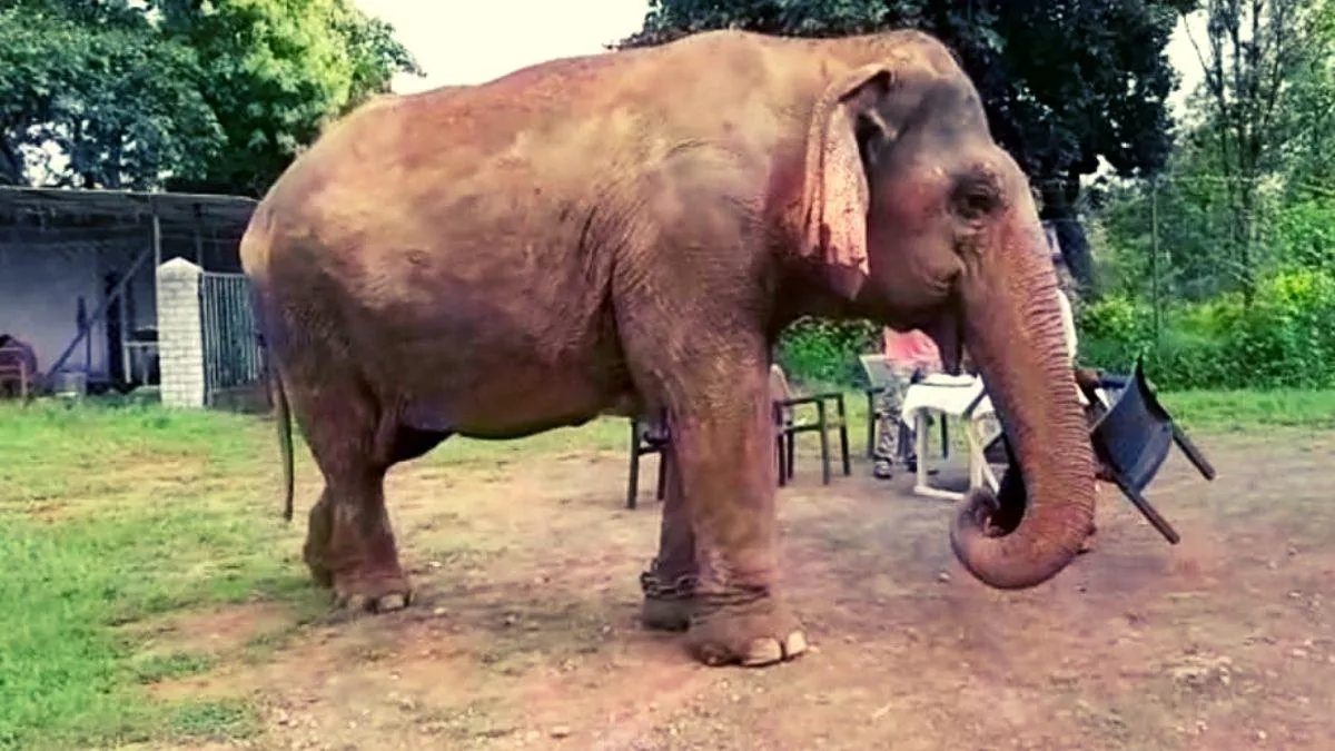 हथिनी वत्सला की उम्र का खुलासा कार्बन डेटिंग से होगा 