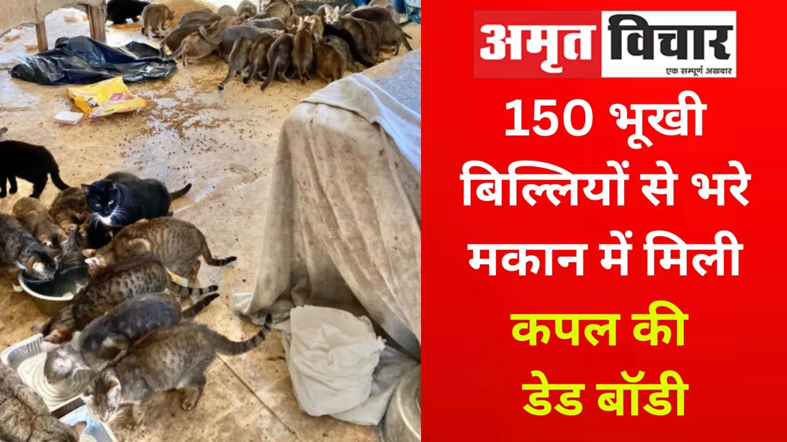 US Women Find Alive : 50 भूखी बिल्लियों से भरे मकान में मिली कपल की डेड बॉडी