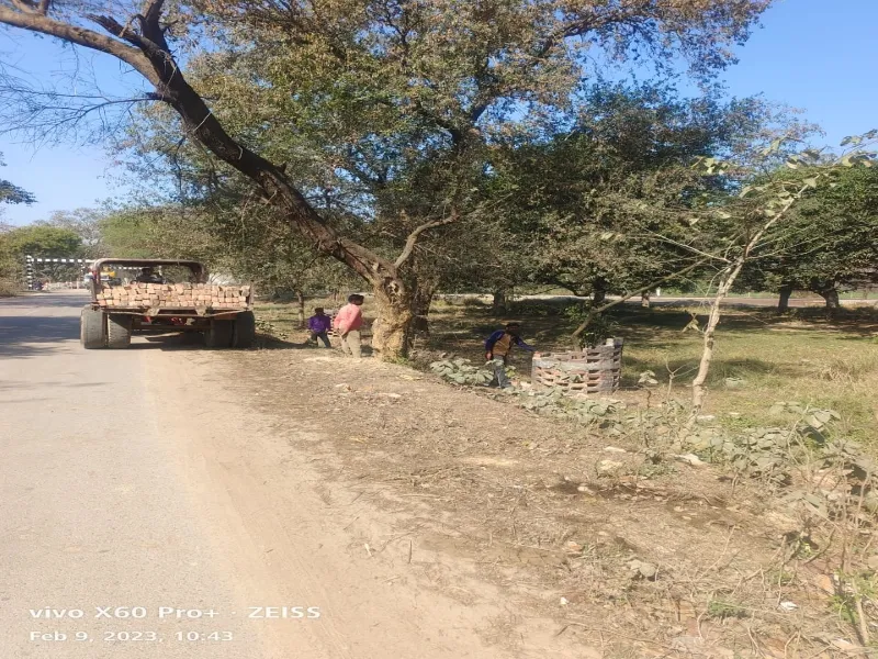 रायबरेली: वन विभाग के बनवाए गए ट्री गार्ड तोड़कर ईंटें चोरी करने का वीडियो वायरल, मचा हड़कंप