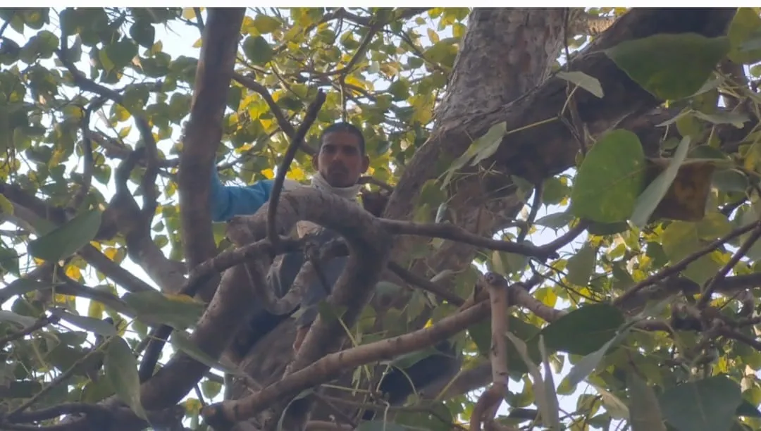 पीलीभीत: सूची से काटा आवास का नाम तो पेड़ पर चढ़ा युवक, किया ड्रामा