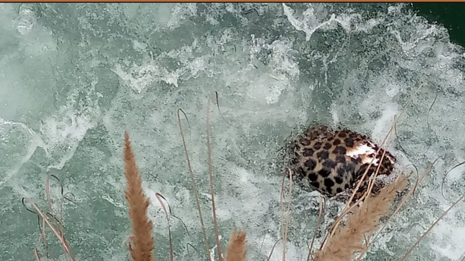 पीलीभीत: हरदोई ब्रांच नहर में उतराता मिला तेंदुए का शव, मची खलबली