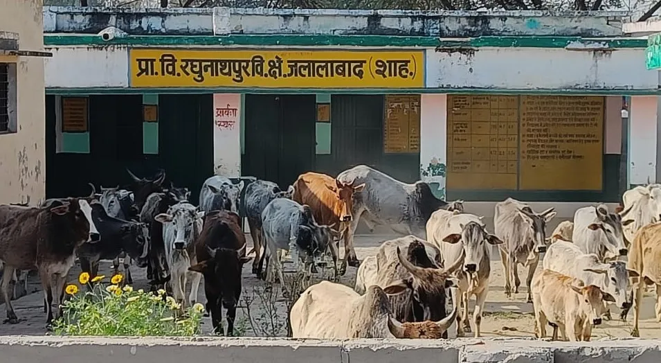 शाहजहांपुर: लावारिस गोवंश को प्राथमिक स्कूल में किया बंद, मचा हड़कंप