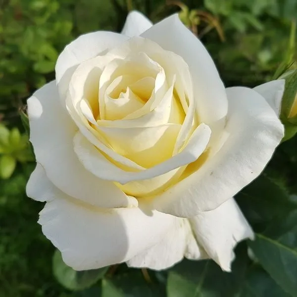 white rose