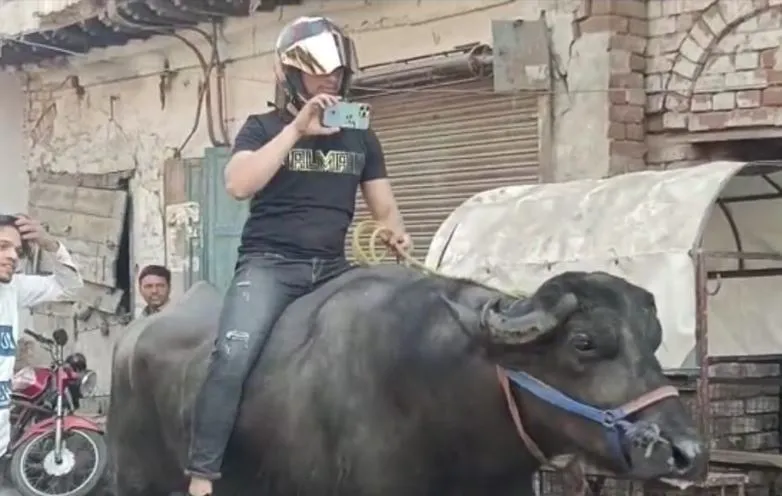 मुरादाबाद: हेलमेट लगाकर भैंस की सवारी करने लगा युवक, वीडियो वायरल