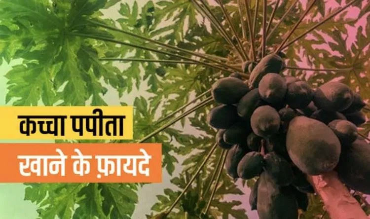हरा पपीता खाने के हैं अनेक फायदे, वजन से लेकर घाव और पाचन...
