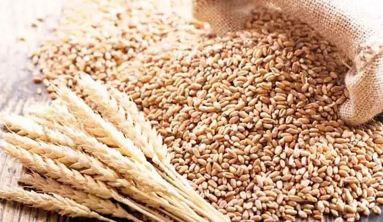 बरेली: वितरण में 2500 क्विंटल गेहूं पड़ा कम, पंजाब से की जाएगी आपूर्ति