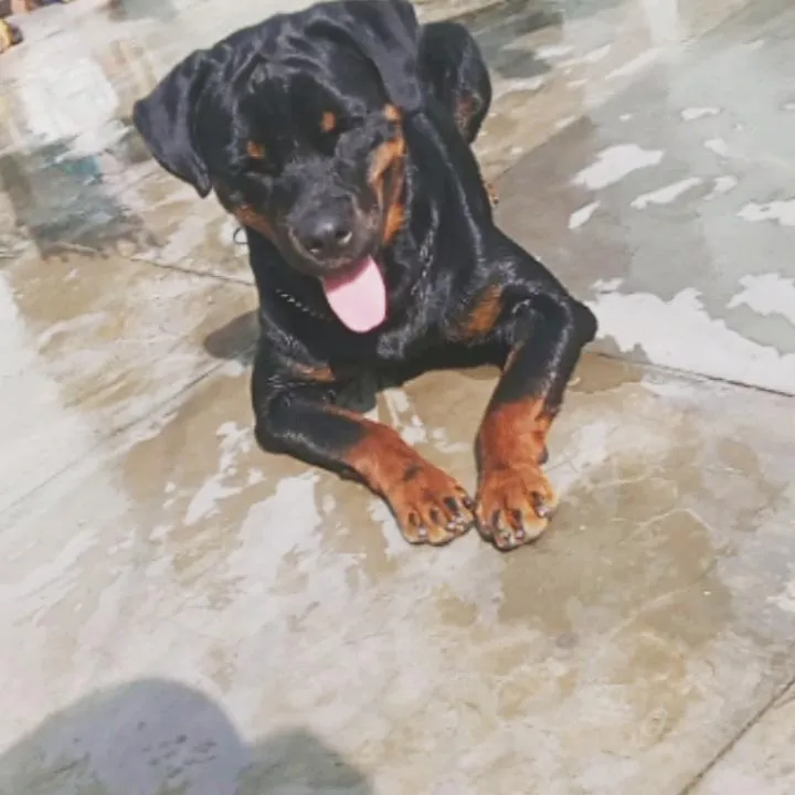 Dog New Rule UP : कुत्ता पालने वाले हो जायें सावधान, नये नियम लागू, न मानने वालों पर होगी कार्रवाई