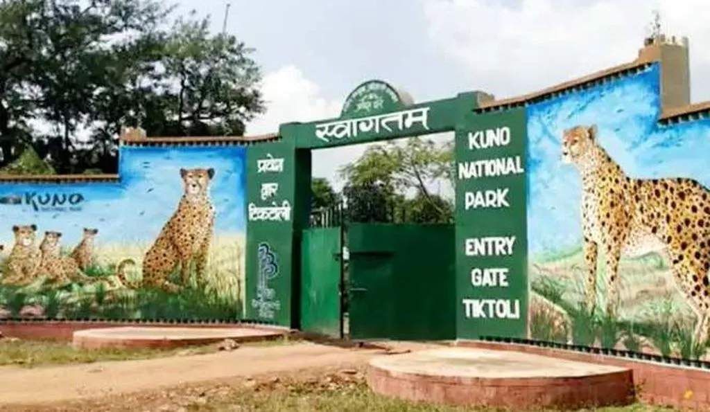 कूनो राष्ट्रीय उद्यान में दक्षिण अफ्रीका से लाए जाएंगे लगभग 12 चीते 