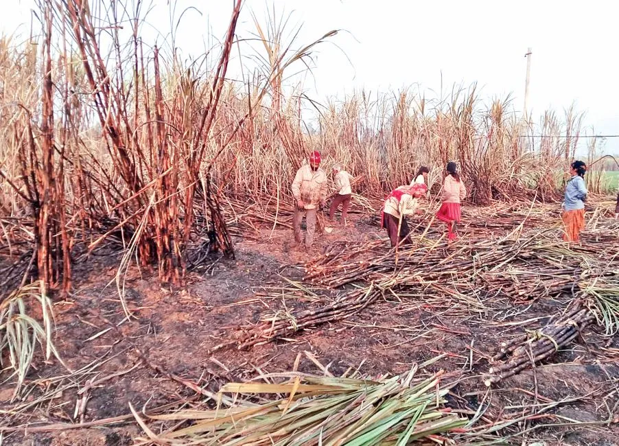 जसपुर: आग लगने के बाद युद्ध स्तर पर चला गन्ने की कटाई का कार्य, प्रभावित किसान ने विद्युत विभाग से मांगा मुआवजा