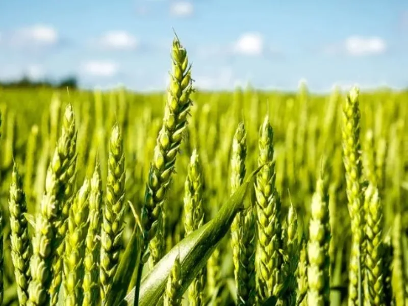 लखनऊ : गेहूं को नहीं नुकसान, हल्की सिंचाई करें किसान