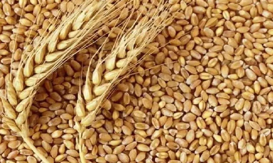 कीमतों में कमी लाने के लिए खुले बाजार में 20 लाख टन अतिरिक्त गेहूं बेचेगी सरकार