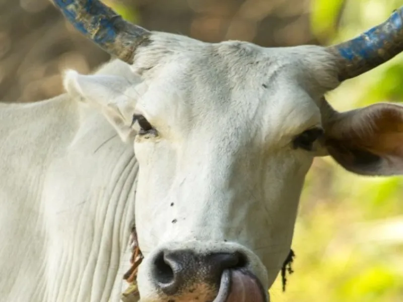 हरदोई : गोवंश की हत्या से हड़कंप, पुलिस ने शुरू की जांच