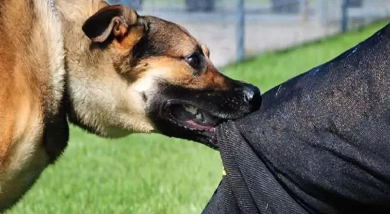 रामपुर: साथियों के साथ खेल रहे बालक को कुत्तों ने नोचा, गंभीर