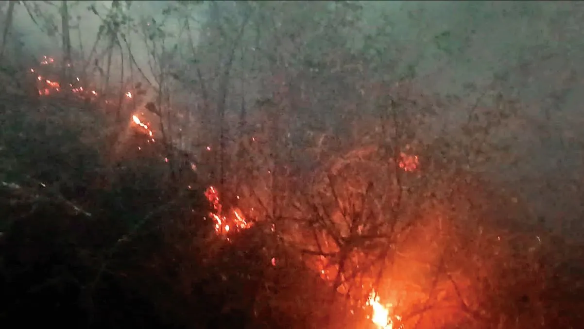 नैनीतालः भोटिया बैंड के जंगलों में लगी आग, दमकल और वन विभाग ने पाया काबू