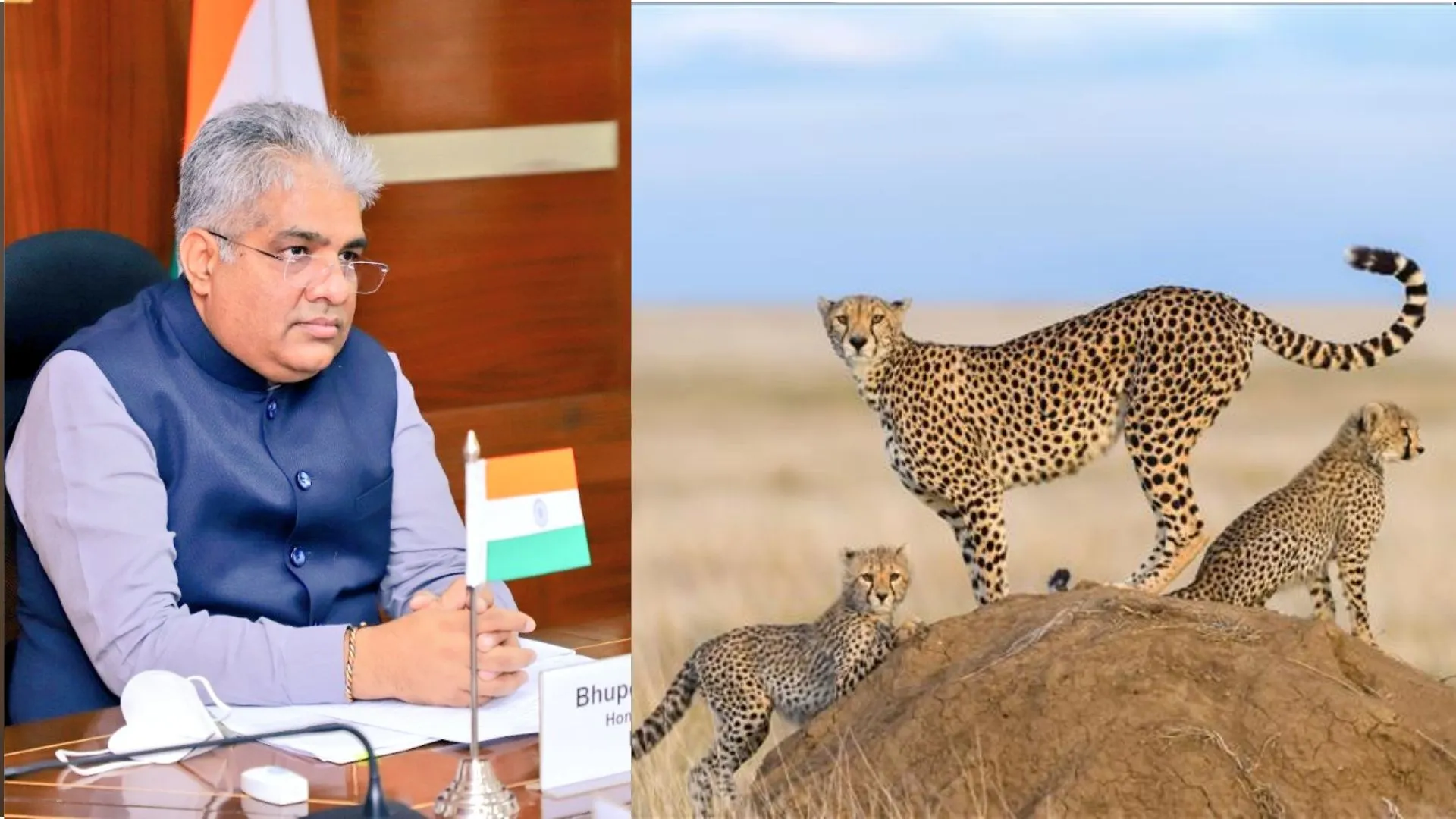 दक्षिण अफ्रीका से 18 फरवरी को भारत आएंगे 12 चीते : पर्यावरण मंत्री 