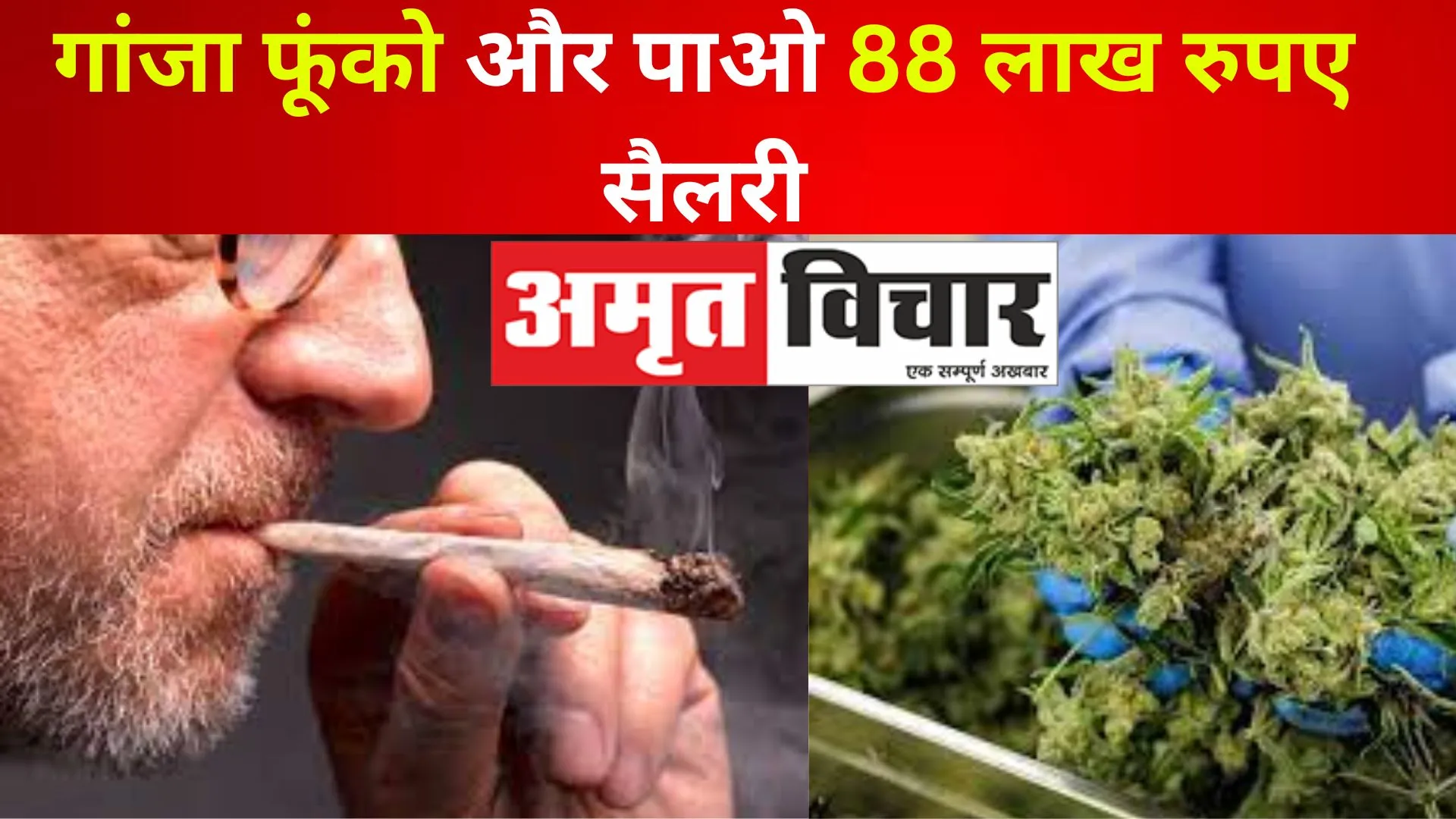 गांजा फूंको और पाओ 88 लाख रुपए की सैलरी, कंपनी का अजीबोगरीब 'जॉब ऑफर'