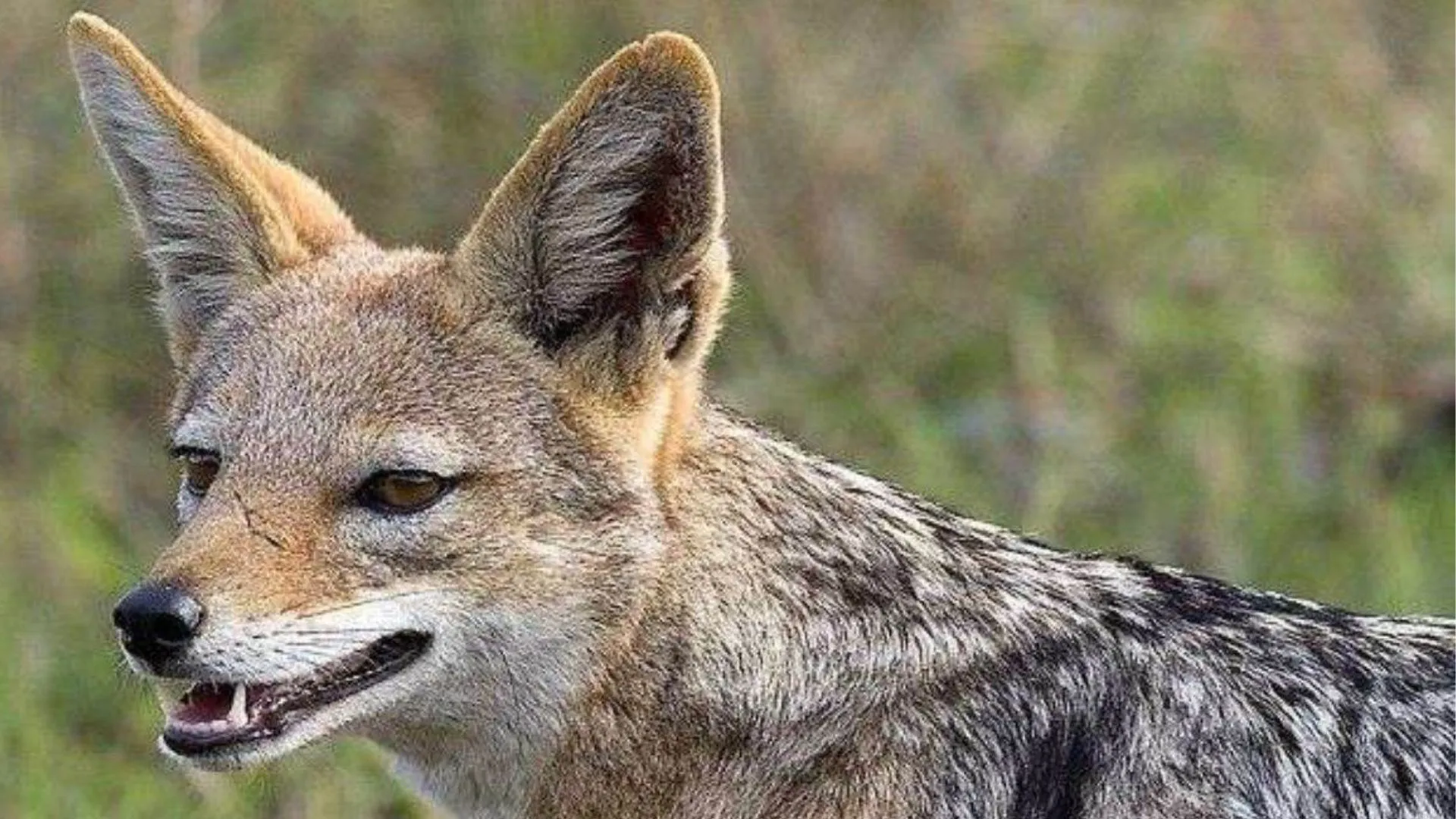 पीलीभीत : आबादी में पहुंचे सियार ने कई ग्रामीणों को किया घायल, रातभर जागकर की निगरानी