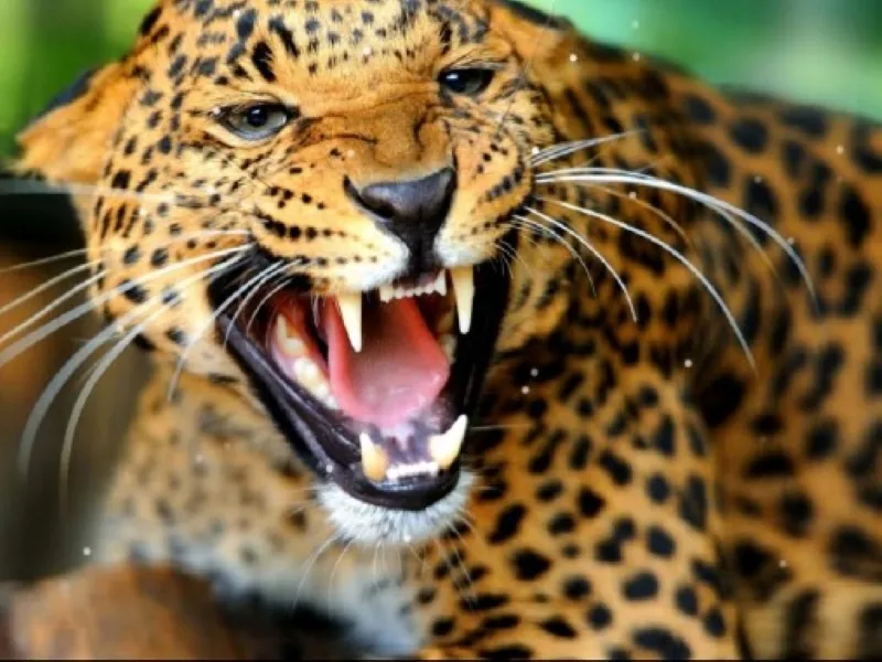 गाजियाबाद : कोर्ट परिसर में घुसा तेंदुआ, हमला कर 4 लोगों को किया घायल