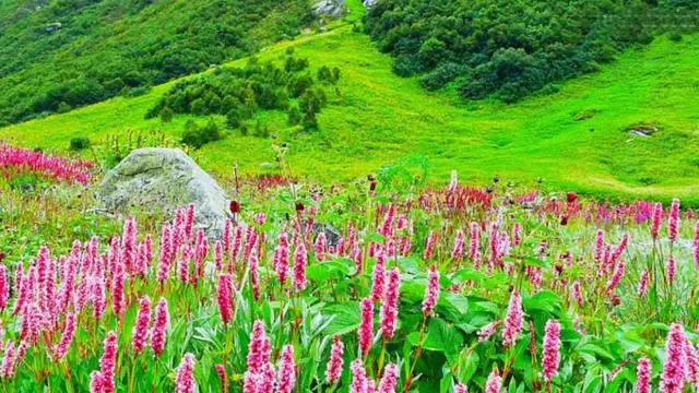 उत्तराखंड में औली की खूबसूरती के मनोरम दृश्य, जानिये- शुद्ध आत्मा पर पानी गिरने का राज! 