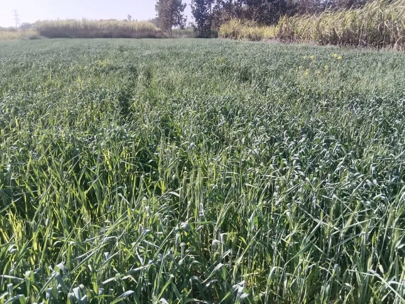 अयोध्या : गेहूं की फसल के लिए खतरा बनीं पछुवा हवाएं