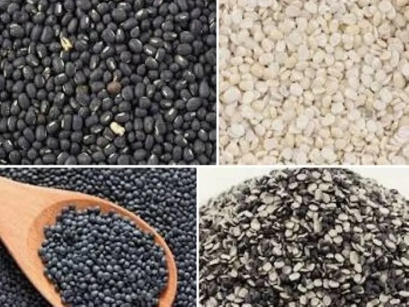 लखनऊ : निशुल्क मिलेंगे उड़द की दाल के बीज 