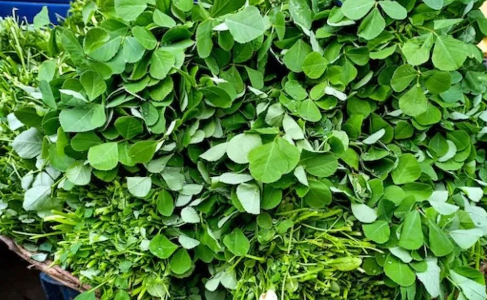 मेथी के पत्तों में पाए जाते हैं कई पोषक तत्व, ये पत्ते आपकी सेहत के लिए हैं बेहद फायदेमंद 