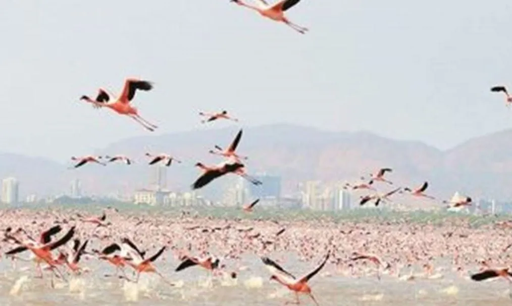 हिमाचल के पोंग बांध झील वन्यजीव अभयारण्य में इस साल 1.17 लाख से अधिक प्रवासी पक्षी आए 