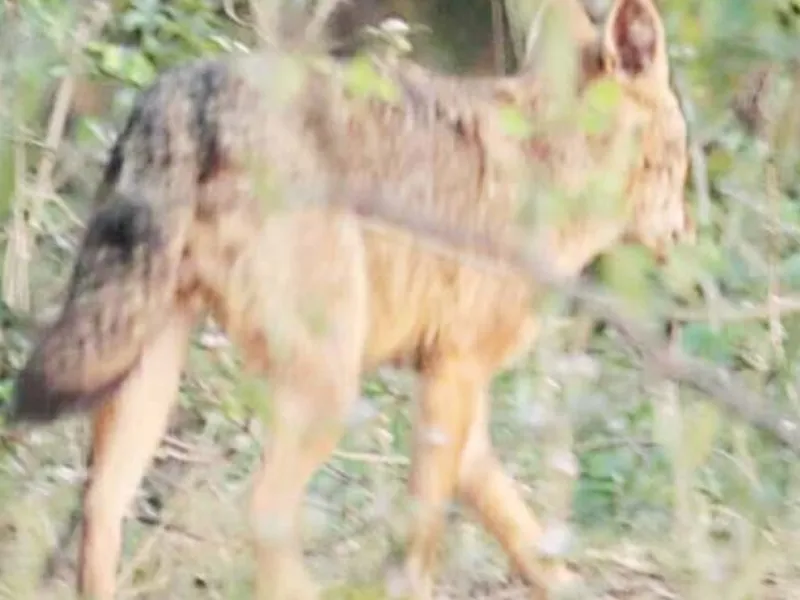 हरदोई : आदमखोर सियार के हमलें से किसान की मौत