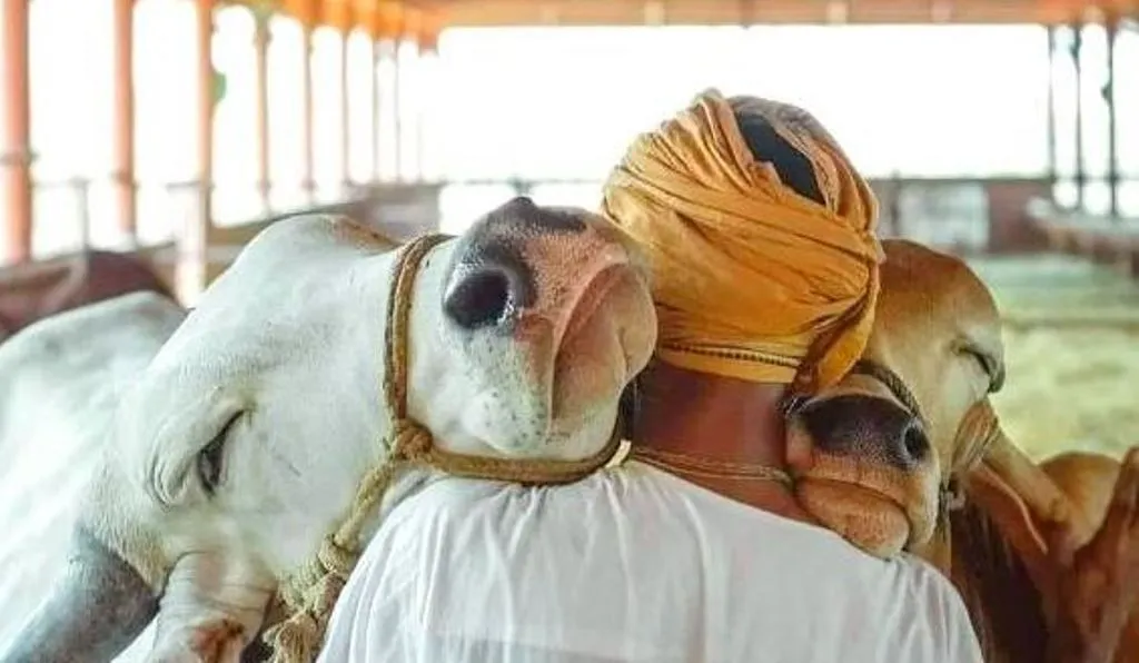 14 फरवरी : सरकार के निर्देश पर ‘काउ हग डे’ मनाने की अपील वापस 