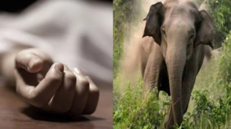 महाराजघाट: हाथी के हमले से छात्र की मौत, परीक्षा देने केंद्र जाते घटी घटना