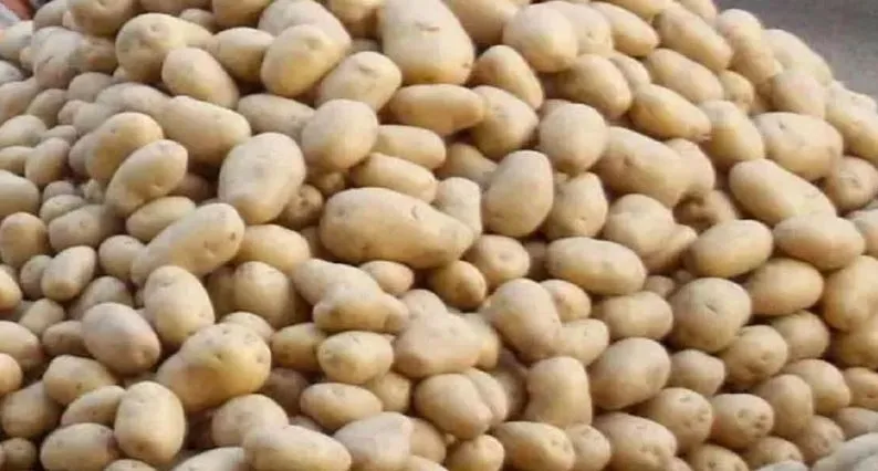 बरेली: कोल्ड स्टोर में आलू भंडारण हुआ महंगा, किसानों की जेब पर एक और बोझ बढ़ा