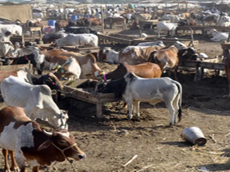 अयोध्या: पशुओं के अंतिम संस्कार की तैयारी, पंचायतों में लगेंगे उत्सर्जन संयंत्र