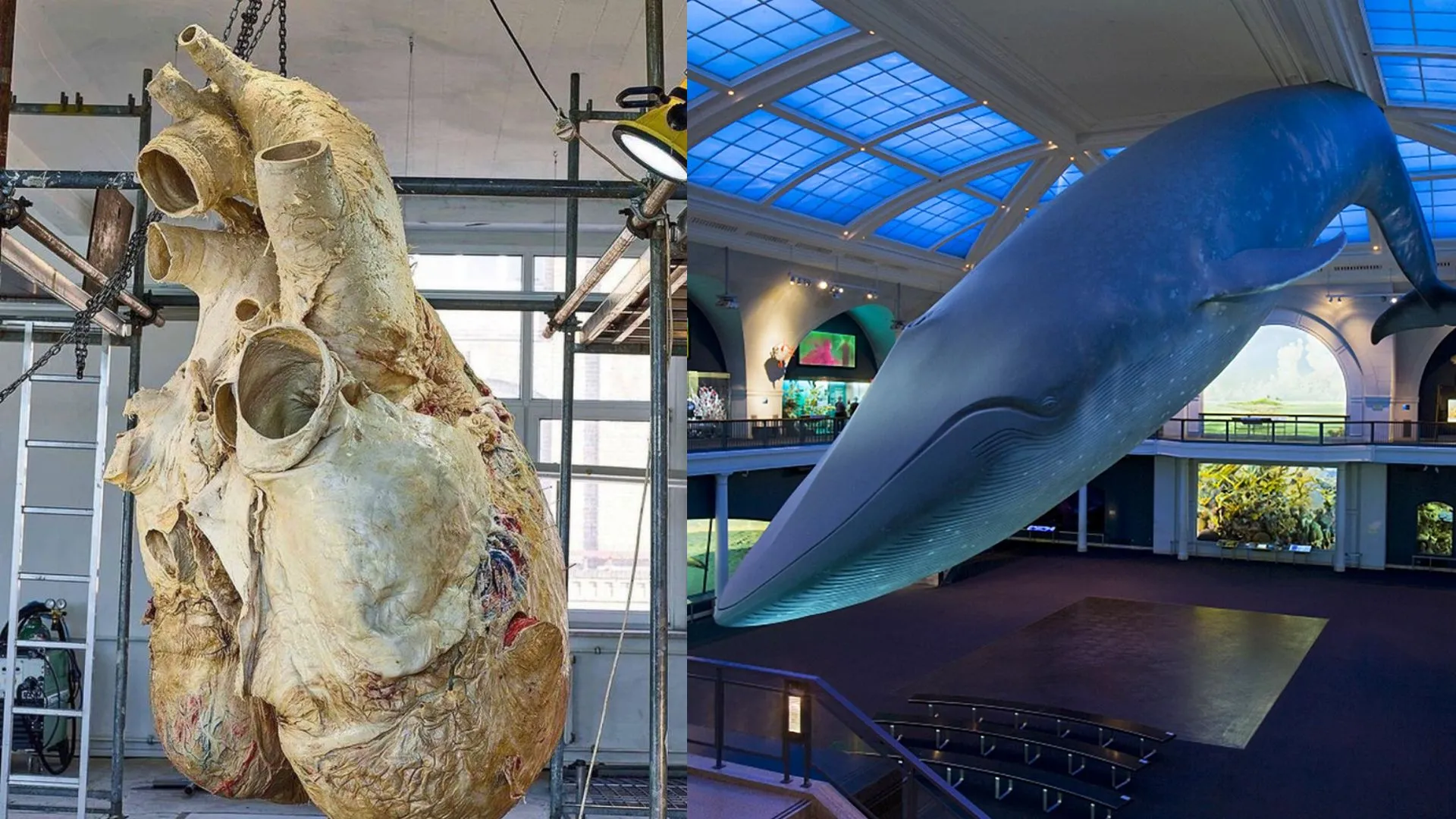 Blue Whale का दिल देखा है ? 181 किलो है वजन ... धड़कन की आवाज जाती है 3 किमी पार 