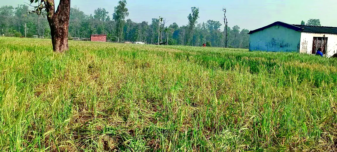 खटीमा: झालीनौला गांव में हाथियों ने गेहूं की फसल रौंदी, दहशत