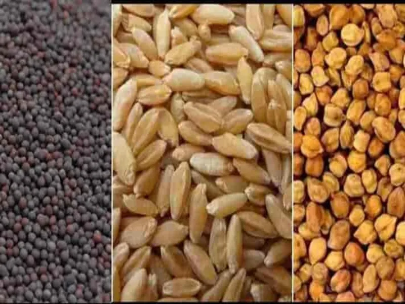 श्री अन्न योजना: प्राकृतिक व गोबर खाद से होगी मोटे अनाज की पैदावार 