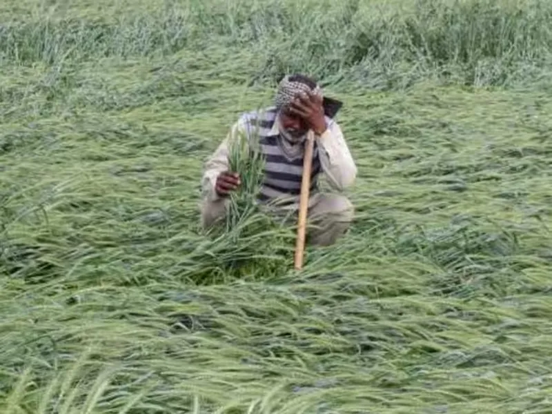 लखनऊ: व्यक्तिगत दावों में खरी नहीं उतरीं ''बिछी'' फसलें, अब क्रॉप कटिंग पर टिकी फसलों की क्षतिपूर्ति