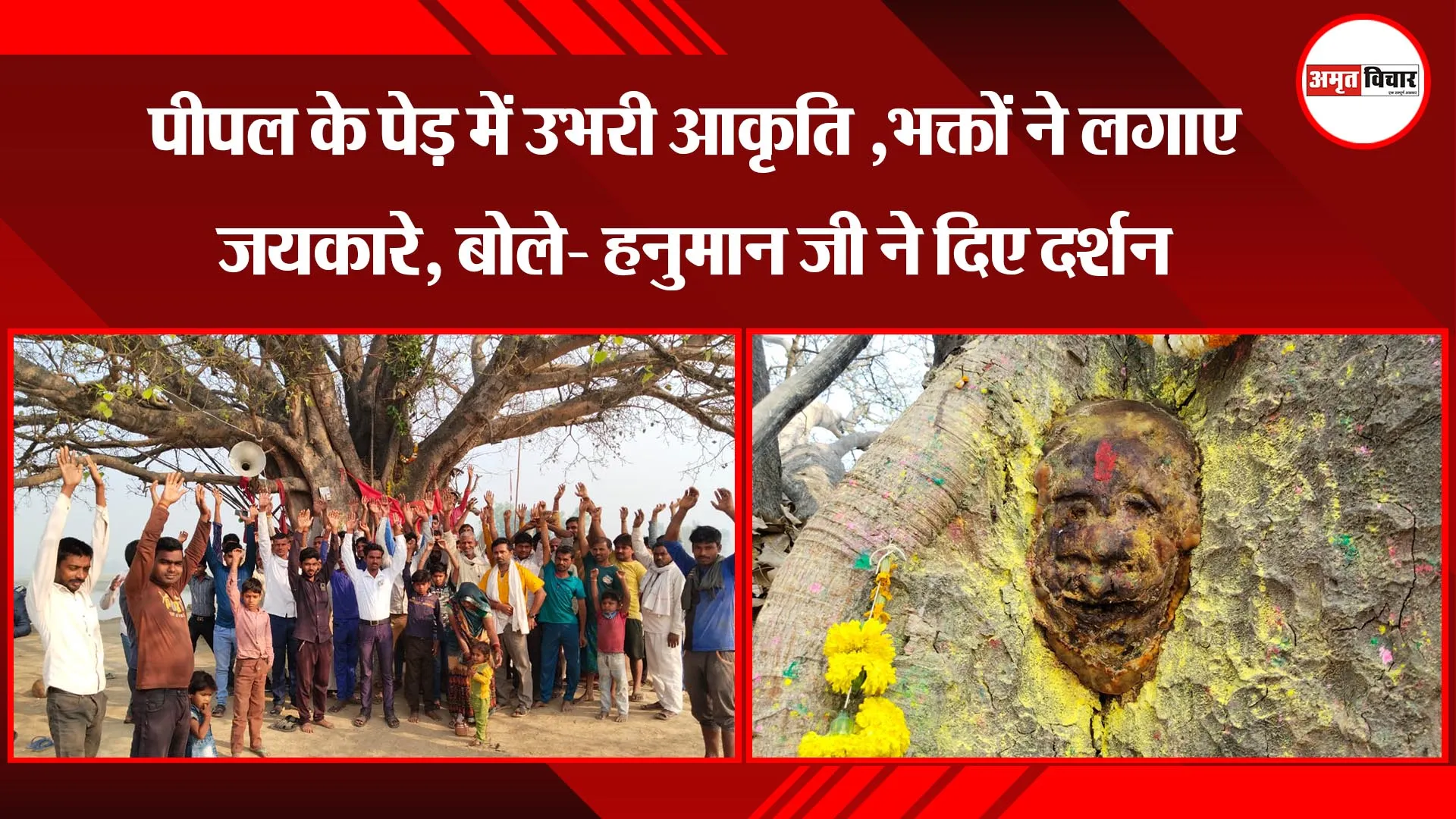बहराइच :  पीपल के पेड़ में उभरी आकृति ,भक्तों ने लगाए जयकारे, बोले- हनुमान जी ने दिए दर्शन