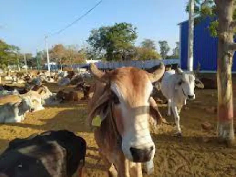 लखनऊ: समेसी में बनेगी इंदौर मॉडल पर गोशाला, चिह्नित की जाएगी बंजर भूमि 