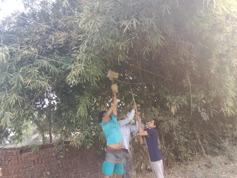 अयोध्या: बड़े हादसे का सबब बन सकते हैं झाड़ियों में उलझे बिजली के तार