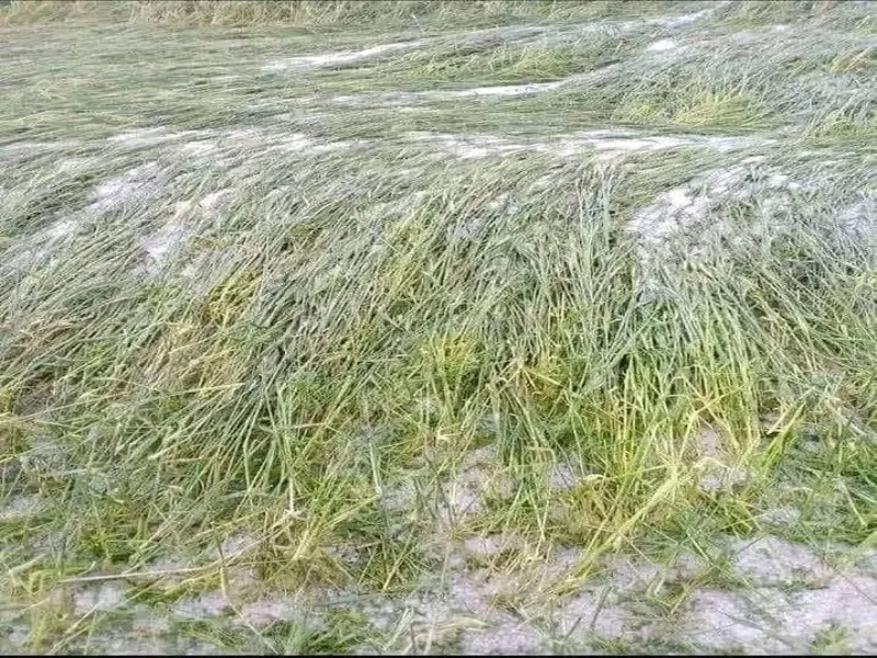 अयोध्या: रुदौली, मवई में सर्वाधिक क्षतिग्रस्त हुई गेहूं, सरसों व मसूर की फसलें