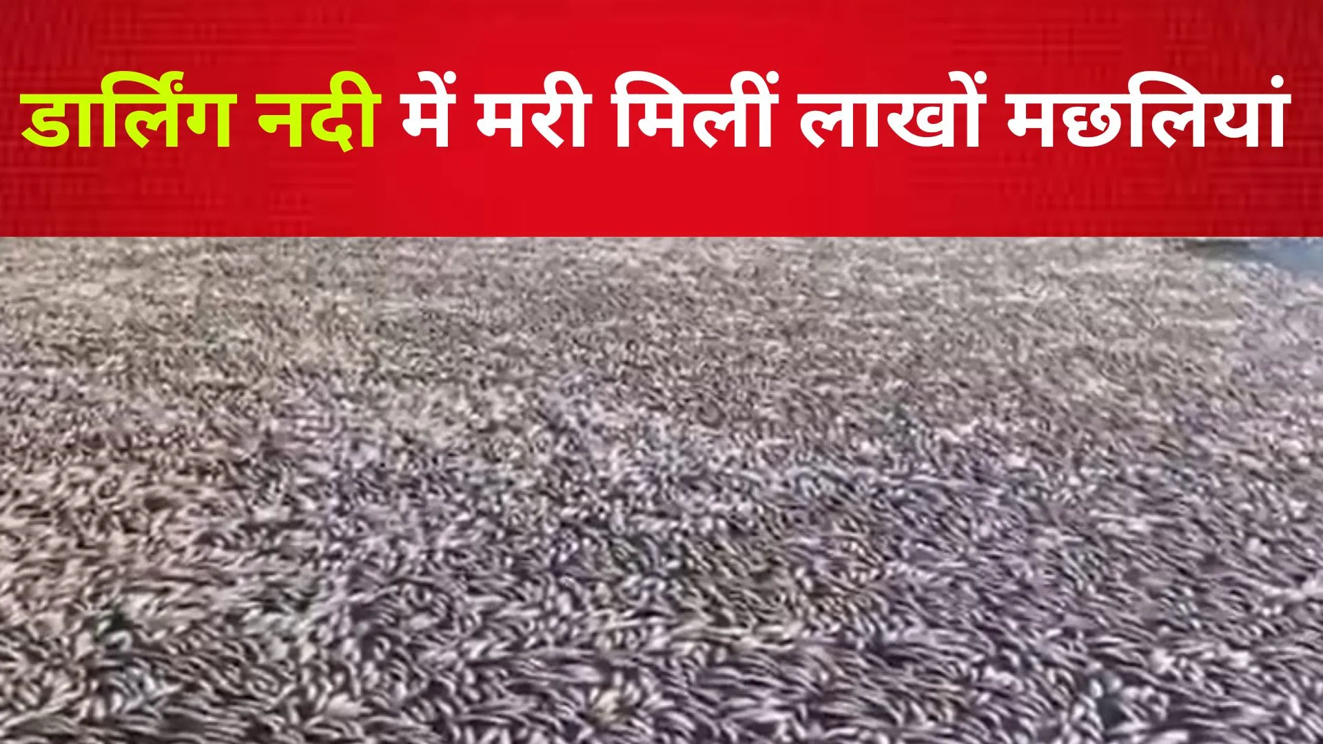 VIDEO : डार्लिंग नदी में मरी मिलीं लाखों मछलियां, वजह यहां जान लीजिए