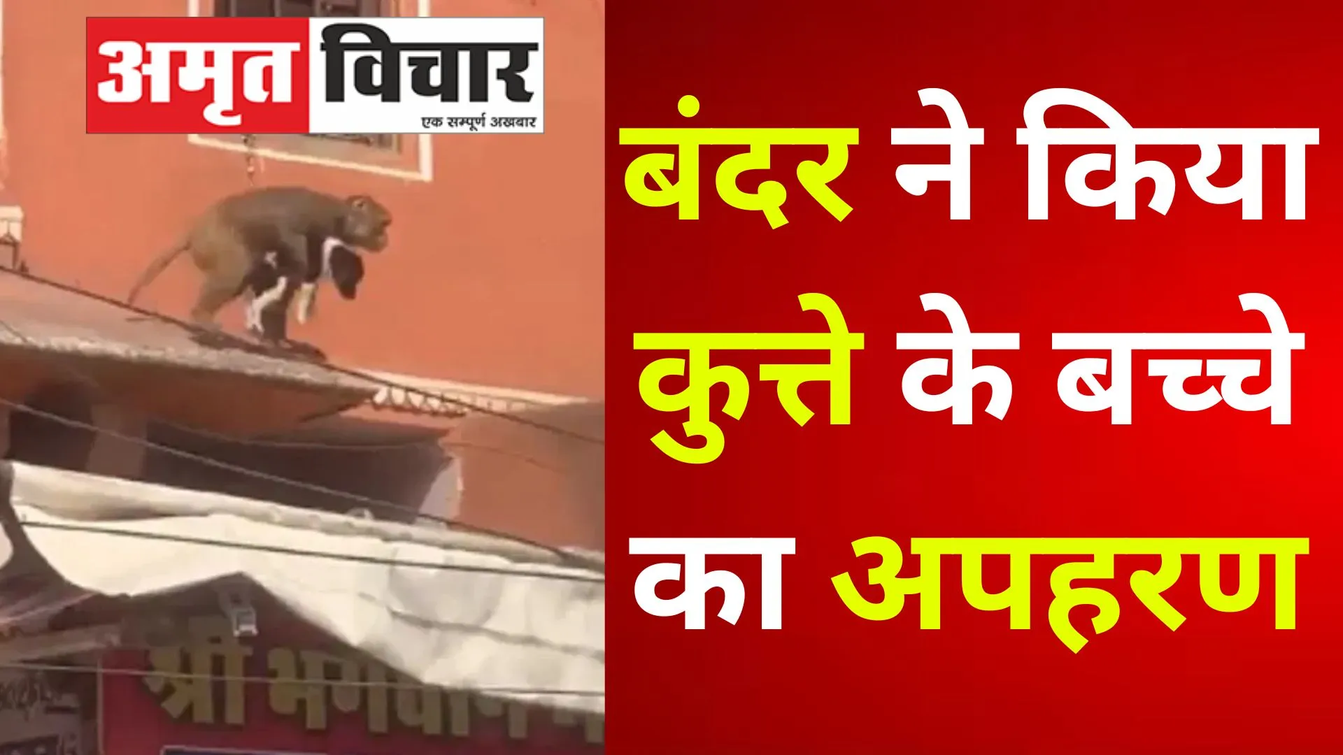 VIDEO : बंदर ने किया कुत्ते के बच्चे का अपहरण, लोग बोले- CBI से जांच होनी चाहिए