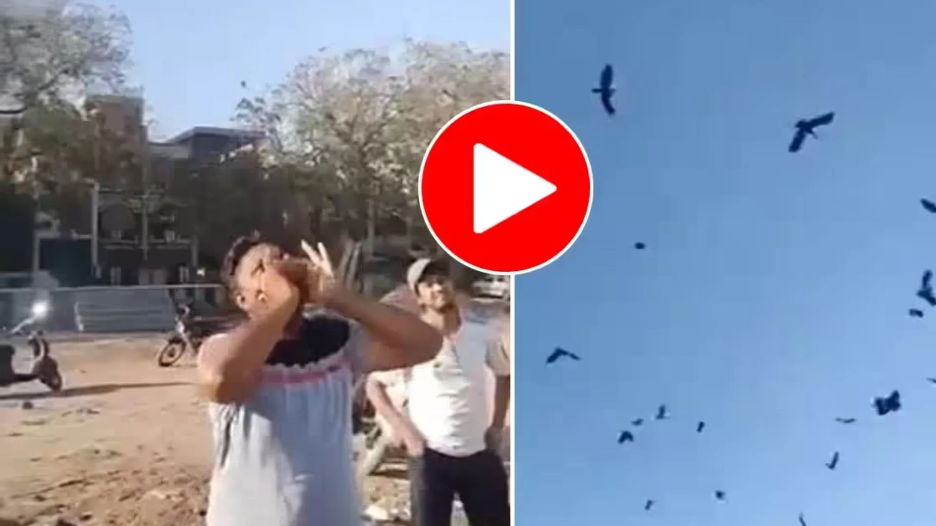 VIDEO : कौओं का राजा है यह शख्स, एक ही आवाज पर आसमान में उमड़ जाता पक्षियों का सैलाब