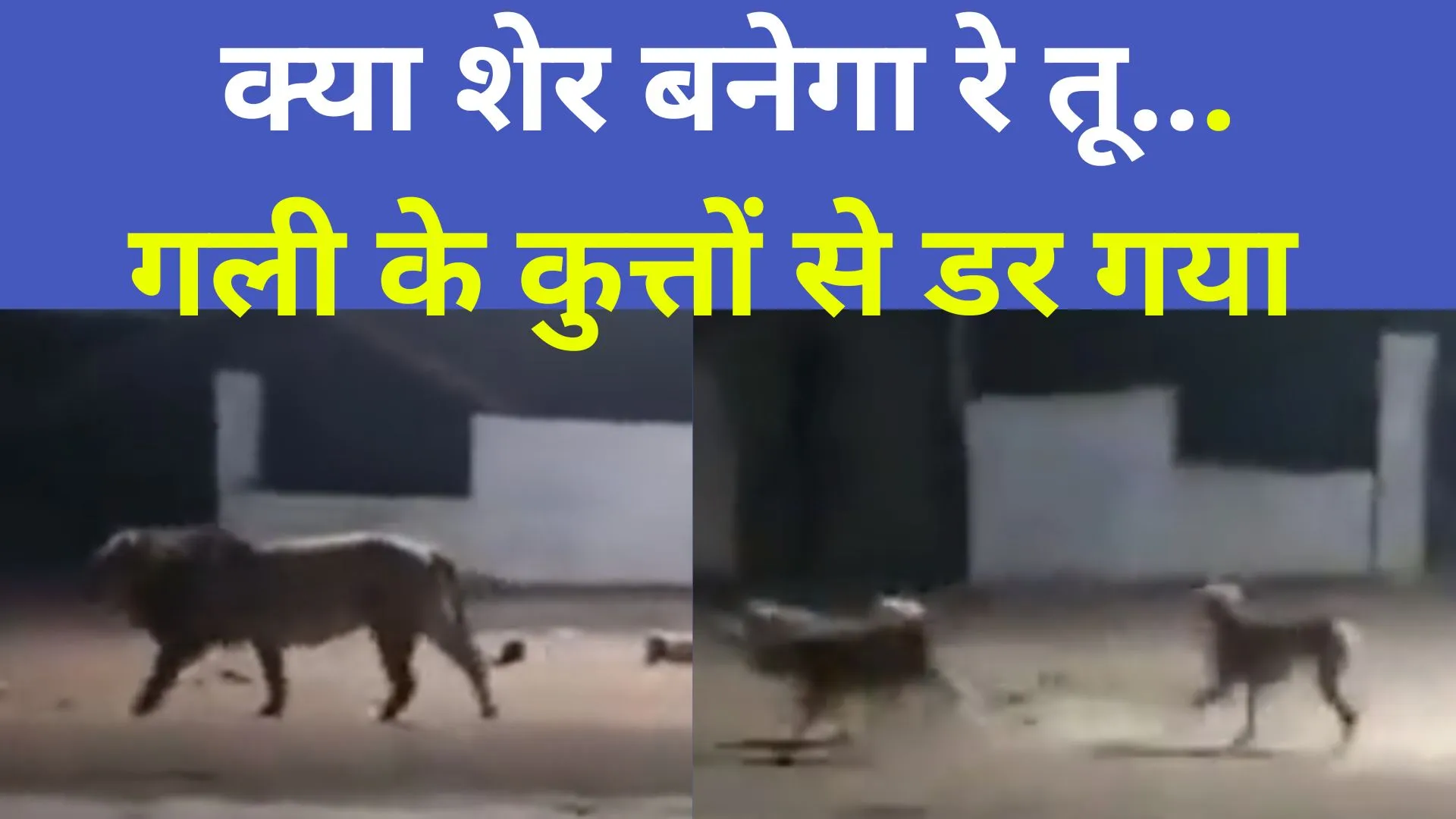 Video : गली के कुत्तों से डरा 'जंगल का राजा' दुम दबा के भागा, लोग बोले- क्या शेर बनेगा रे तू ... 