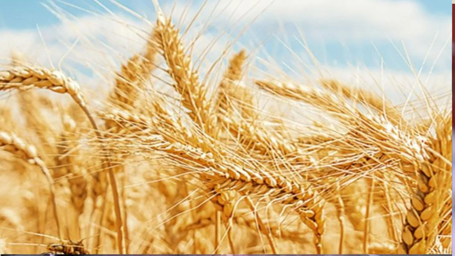 बरेली: बारिश ले डूबी धान, गेहूं उगाने वाले बढ़ती गर्मी से परेशान