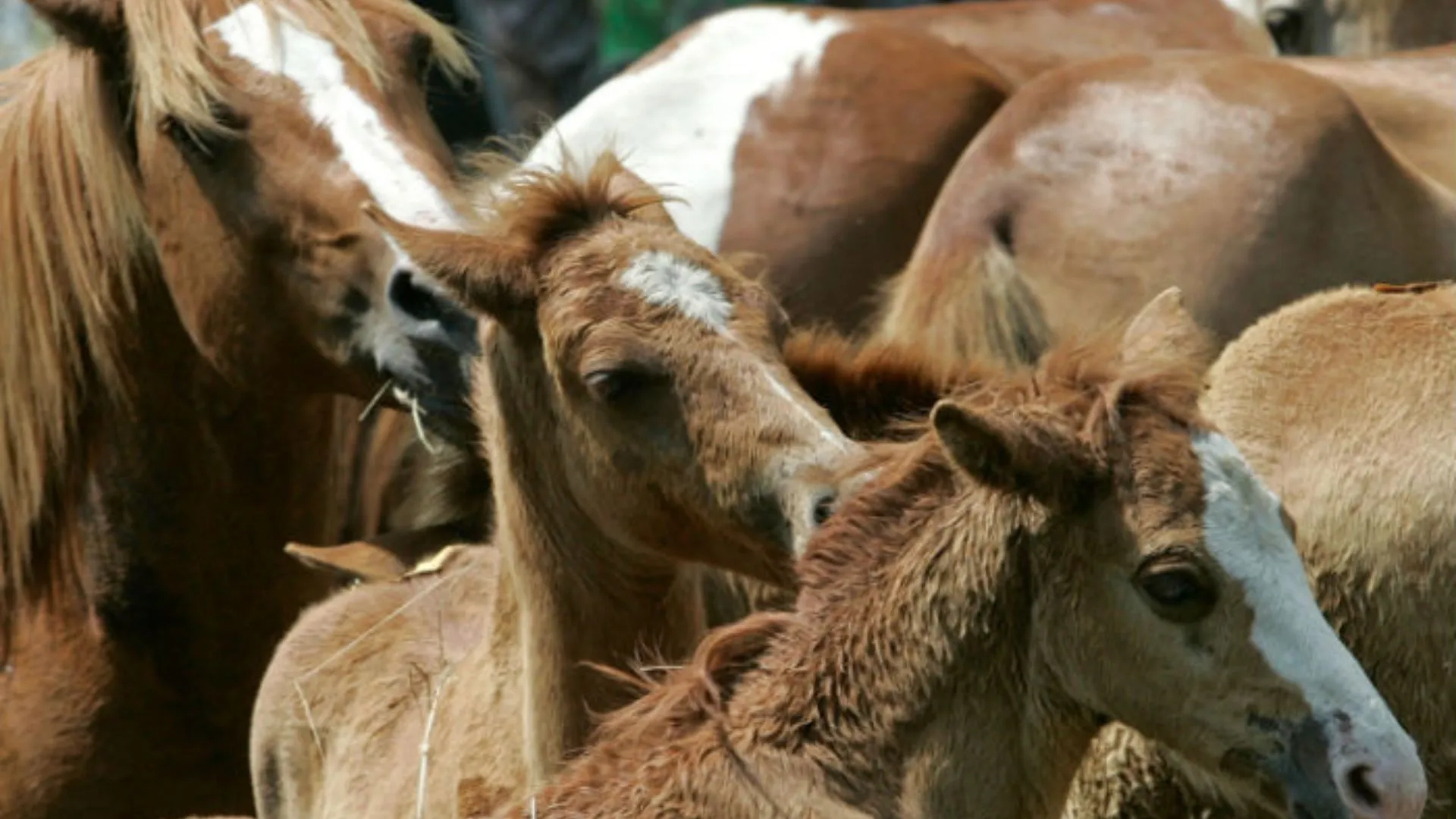 बरेली: ग्लैंडर्स रोग की आशंका, जांच को भेजे 64 घोड़ों के सैंपल