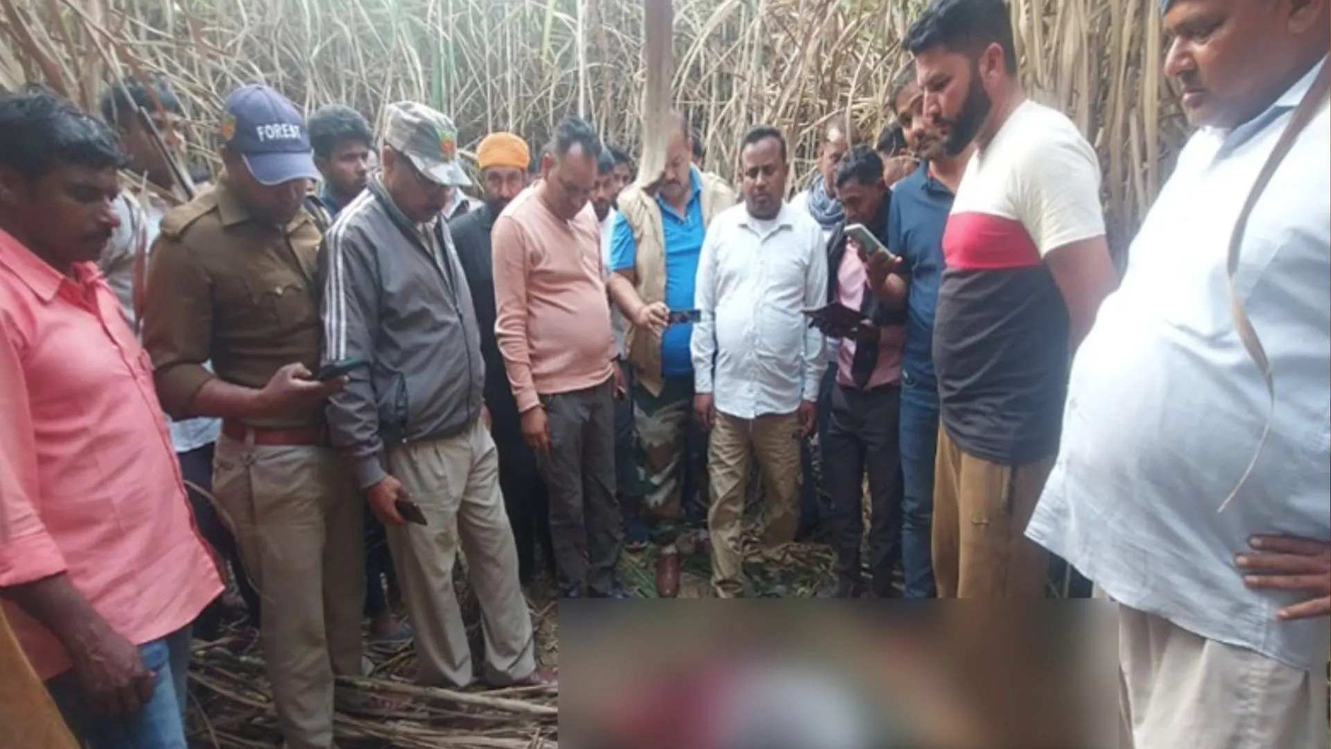 पीलीभीत: टीम निगरानी करती रह गई...बाघ ने मजदूर को बना लिया निवाला