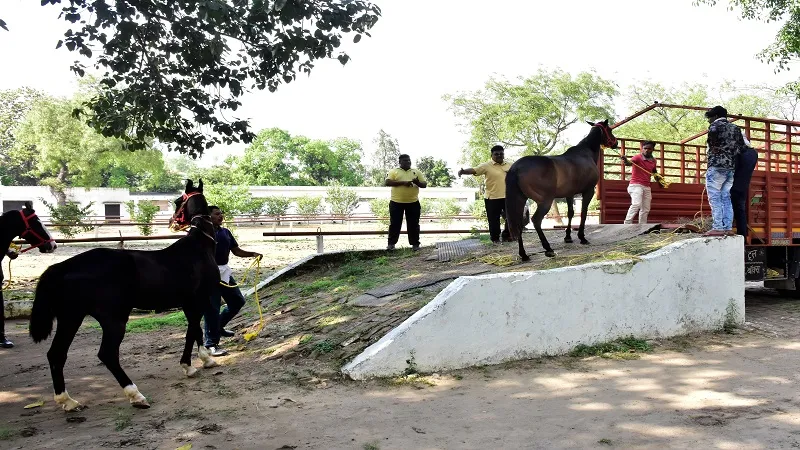 मुरादाबाद : पुलिस अकादमी से सीतापुर रवाना हुए माउंटेड पुलिस के 20 घोड़े